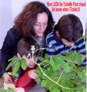 Mom_and_Boys_with_TickleMe_Plant_with_caption_2 (1)