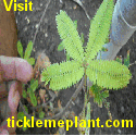 tickleme_plant_movement_gif_125_x125_banner Visit