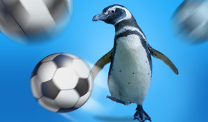 510x300 Soccer Penguin FLAT