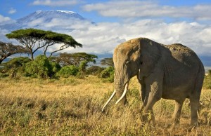Elephant with Mt. Kilimanjaro at Amboseli National Park, Kenya.