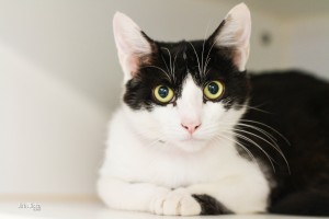 Whiskers, July 23 Pet of the Week
