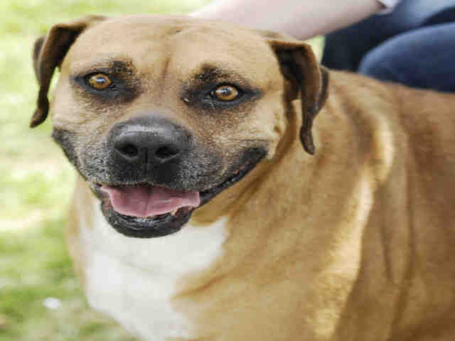 lUcy, June 30 Pet of the Week