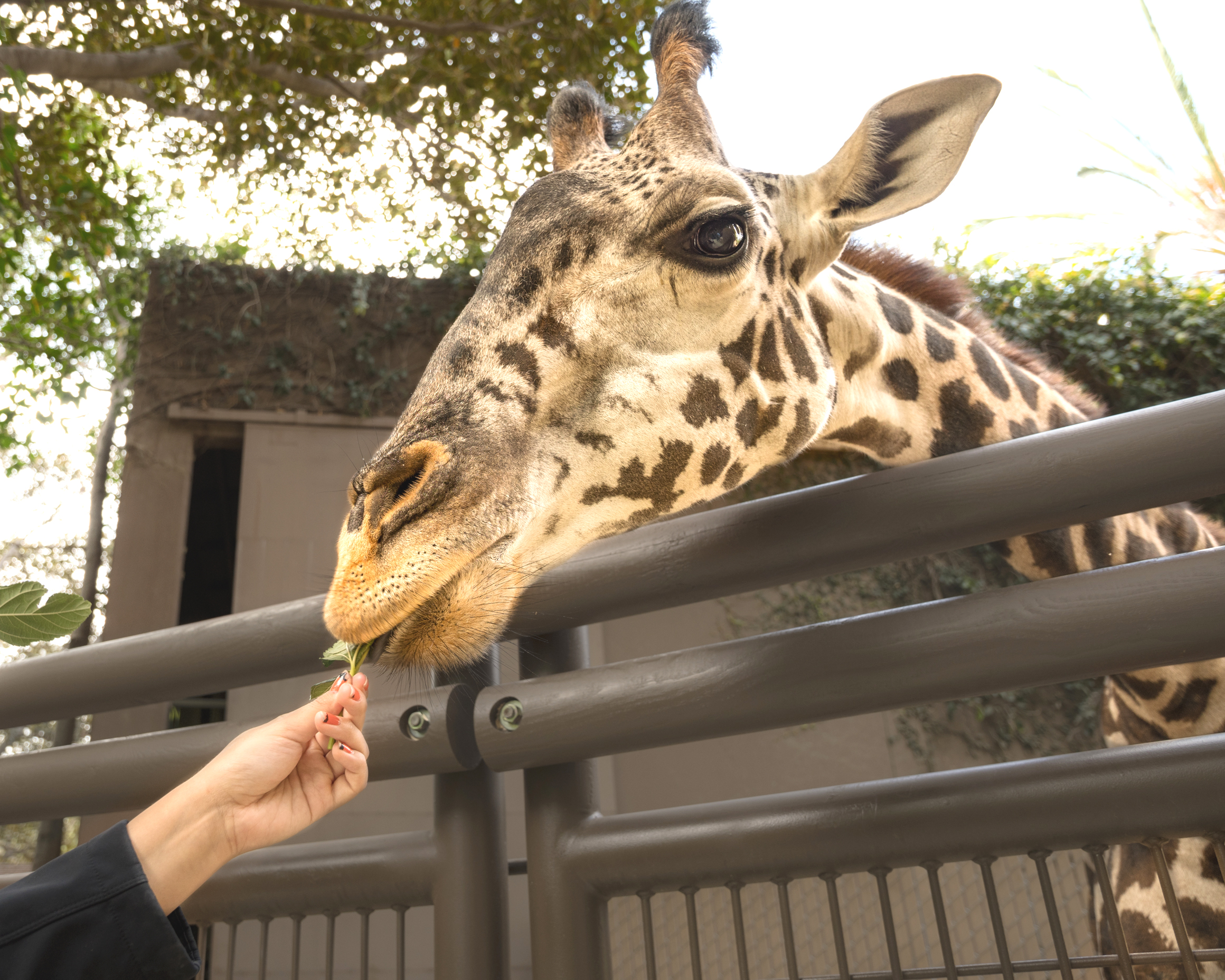 Face-To-Face Giraffe Feedings Debut at . Zoo
