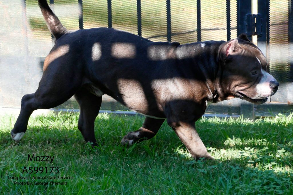 MOzzy, November 16 Pet of the Week