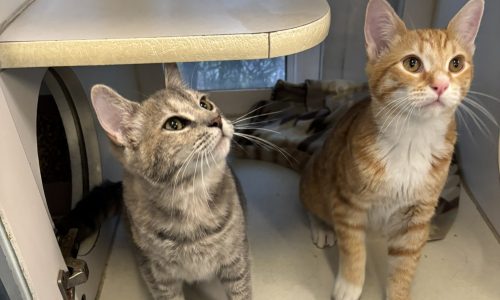 Gustavo and Margarita, Oct. 31 Pets of the Week