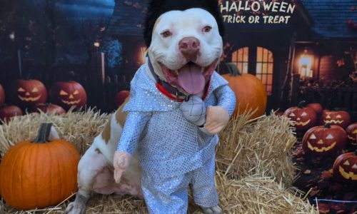 Nash, Oct. 24 Pet of the Week