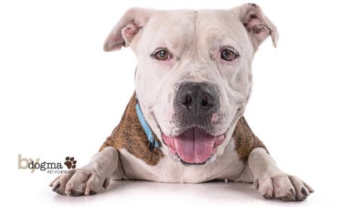 Peanut, Oct. 10 Pet of the Week