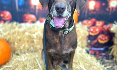 Spheria, Oct. 17 Pet of the Week