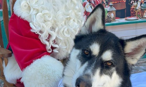 Bandit, Dec. 26 Pet of the Week