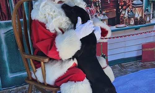 Daisy, Dec. 12 Pet of the Week