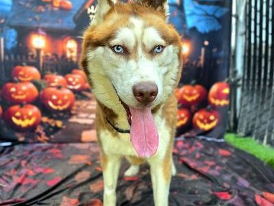 Comet, Jan 16 Pet of the Week