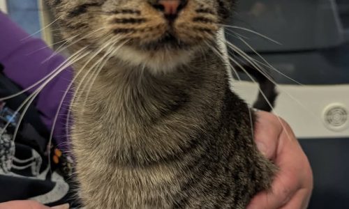 Diesela, New Year’s Day Pet of the Week