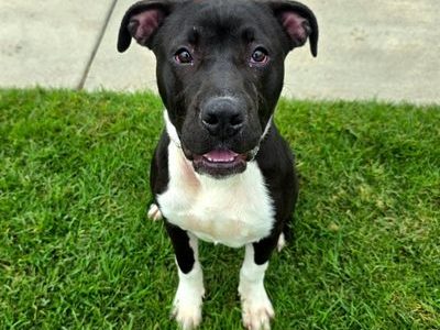 Tux, Jan. 9 Pet of the Week