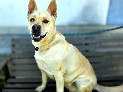 Paisley, Fri. 13 Pet of the Week