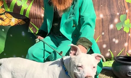 Howie, March 20 Pet of the Week