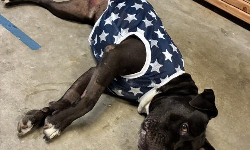 Onyx, March 27 Pet of the Week