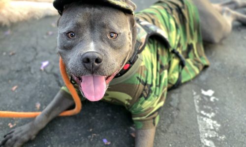 Piglet, March 6 Pet of the Week