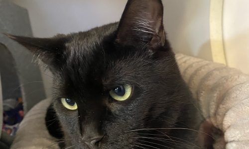 RJ, Feb. 27 Pet of the Week