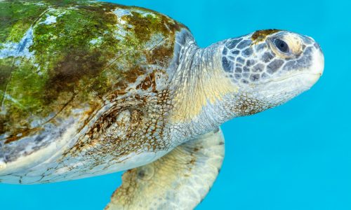 Aquarium releases Porkchop, a rescued sea turtle, after nearly one year of rehabilitation