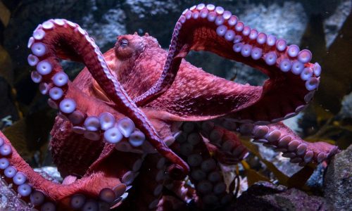Aquarium mourns the loss of Ghost, the giant Pacific octopus