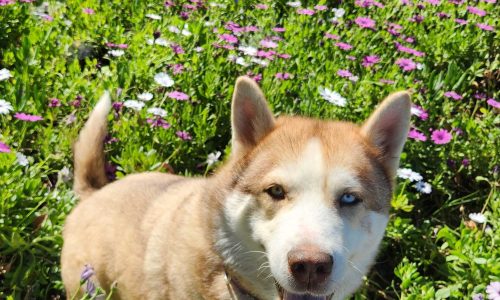 Brindabella, April 3 Pet of the Week    