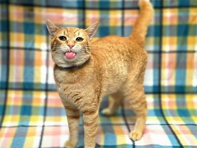 Phillip, April 10 Pet of the Week   