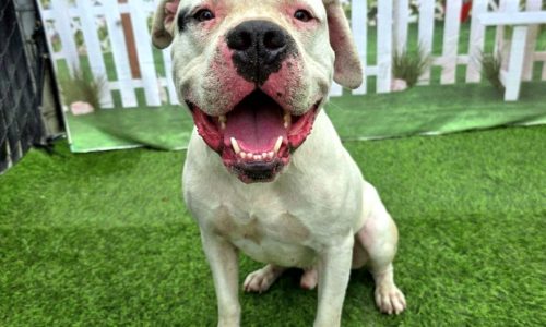 Zeus, April 17 Pet of the Week     