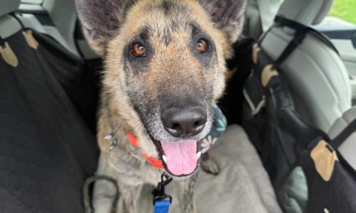 Lucy, May 8 Pet of the Week 