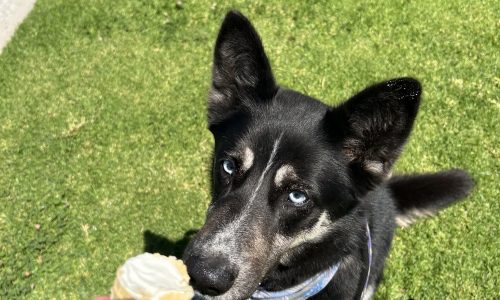 Mia, May 15 Pet of the Week   