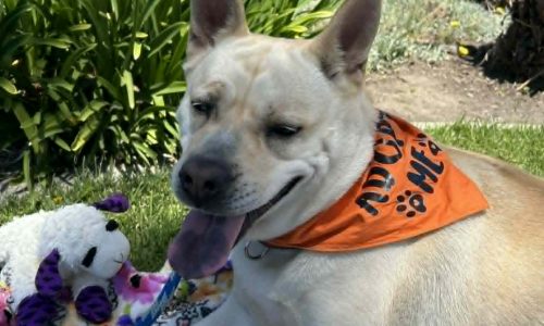 Paisley, May 1 Pet of the Week   