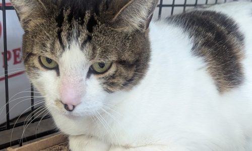 Poppy, May 29 Pet of the week