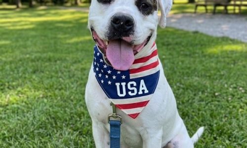 Theodore, May 22 Pet of the Week