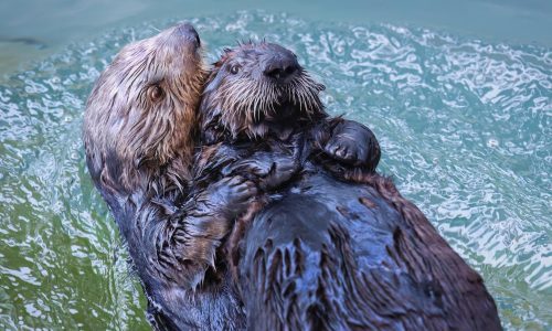 New rescued sea otter pup Sunny & Rey the sea otter debut at Aquarium of the Pacific