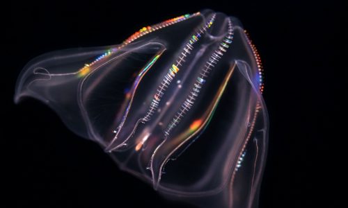 New Jelly Dreamscapes gallery opens May 23 at Aquarium of the Pacific