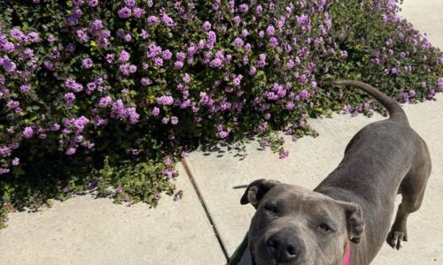 Minerva, June 19 Pet of the Week