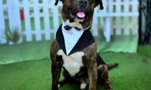 Rosco, June 5 Pet of the Week