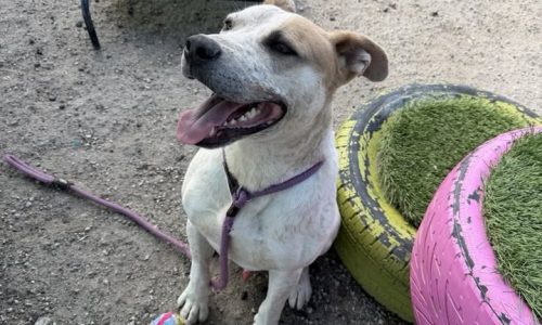 Swayze, July 12 Pet of the Week