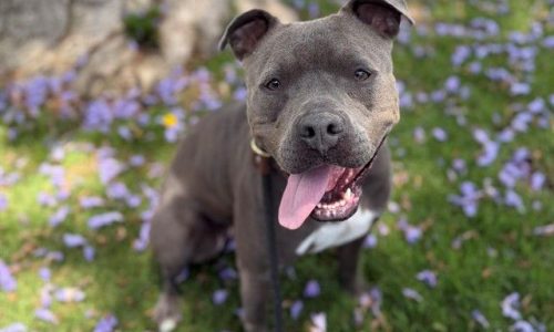 Tallulah, June 26 Pet of the Week