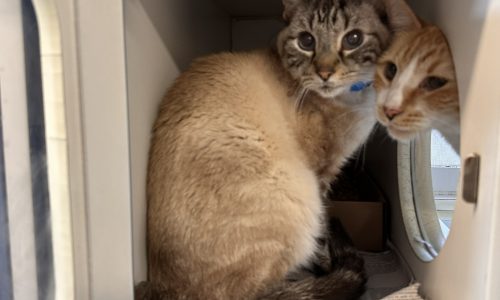 Chickenne, Meko and Luna, July 17 Pets of the Week