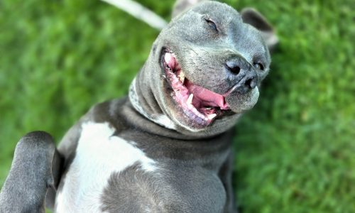Mabel, July 24 Pet of the Week