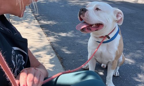 Mr Worldwide (no period after “Mr.”!), JULY 3 Pet of the Week