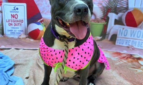 Fuchsia, July 31 Pet of the Week