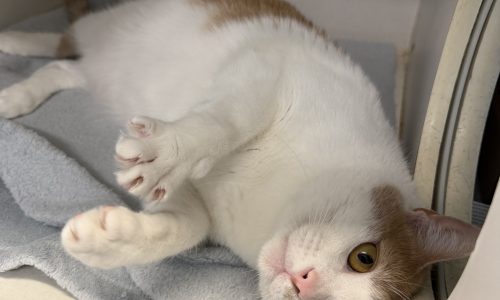 Gunther, Aug. 14 Pet of the Week