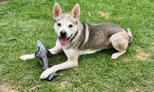 Rex, Aug. 21 Pet of the Week