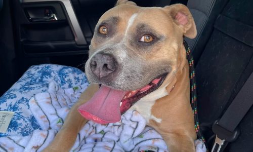 Tippy, Sept. 25 Pet of the Week