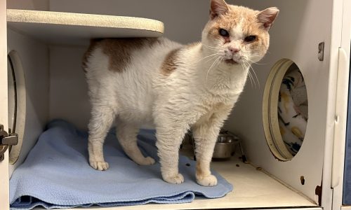 Jonas, Oct. 16 Pet of the Week