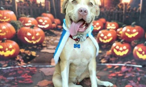 Sunshine, Oct. 23 Pet of the Week